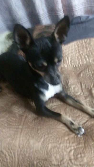 Той терер вязка орегенал