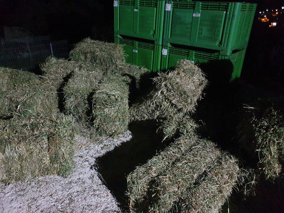 Vand vaca holstain 6 ani 4 fatari Campulung Arges pret 12.000 lei negociabil