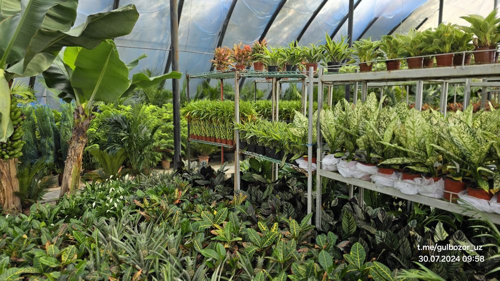 Hona gullari Комнатные растения гул цветы усимлик манзара декоративные