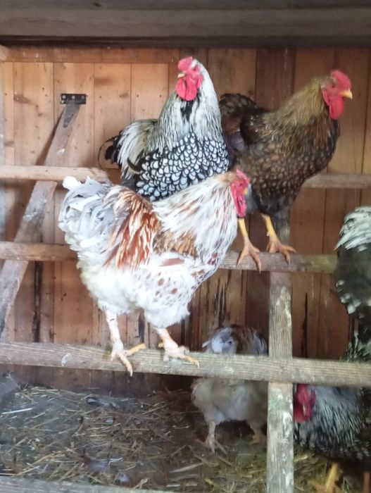 Cocoși Yandotte argintiu, splesh și auriu din 2025