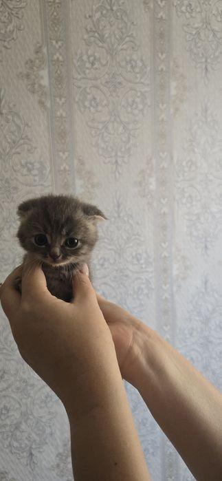 Продам веслоухих котят