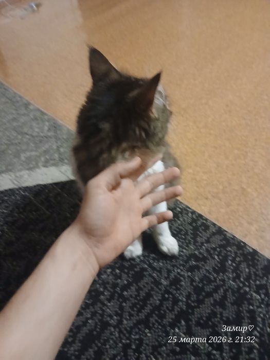 имя симон. сорт майинкум.4 месяц