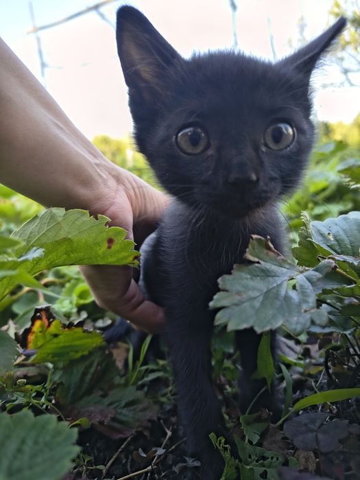 Отдаем котенка девочку