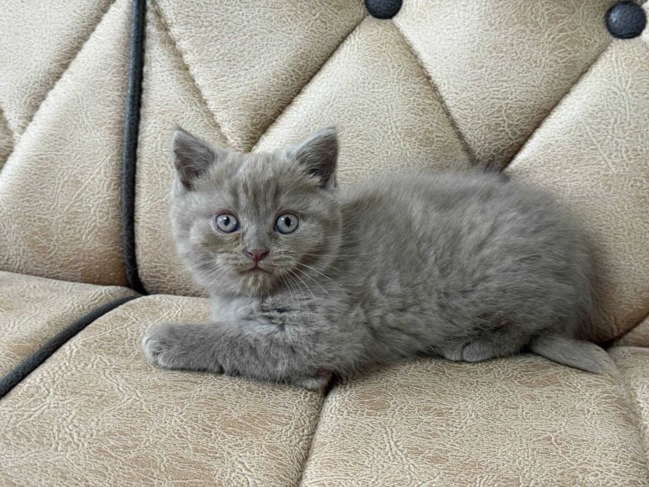 котенок скотиш страйт девочкак