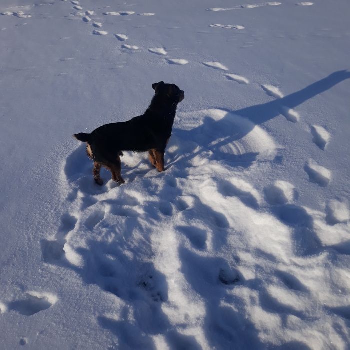 Ягдтерер для вязки