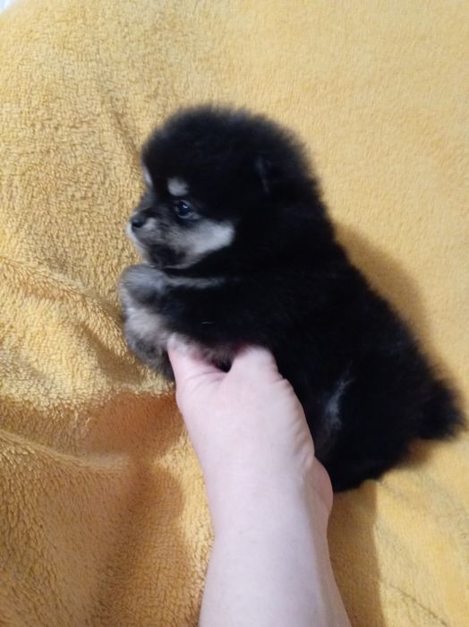 Продам щенка шпица