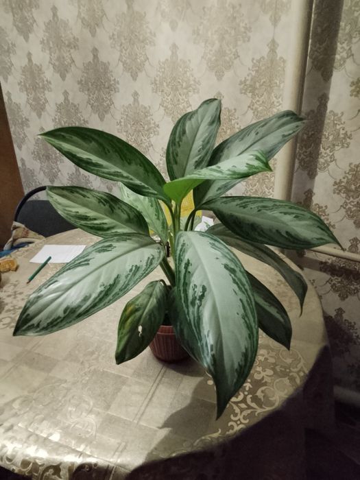 Домашние растения