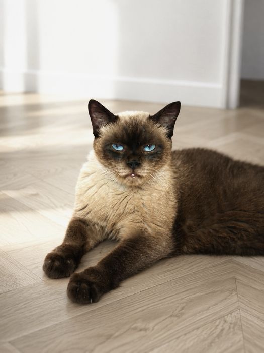 Сиамский кот ищет семью