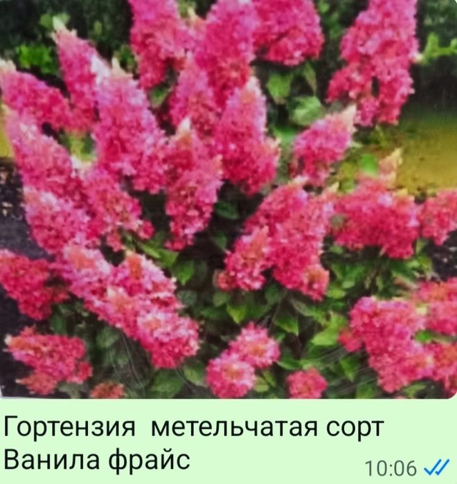 Дубовые и можевеловые веники.