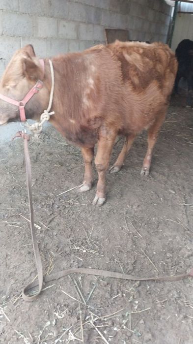 Букача сотилади.со6лм6и ёйищи зур со6лом