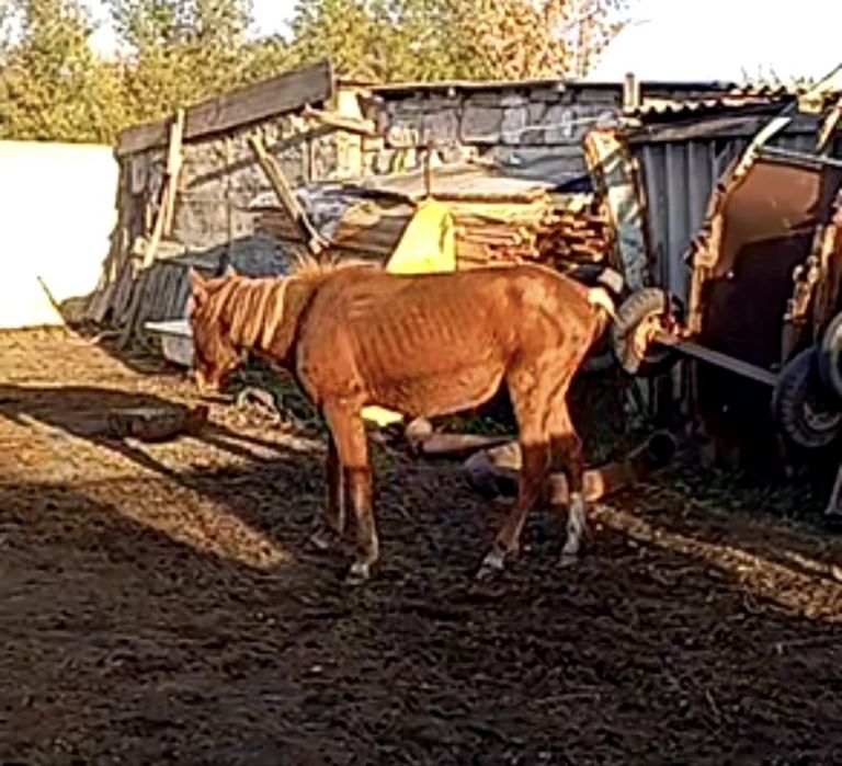 Продам 1,5года девочка
