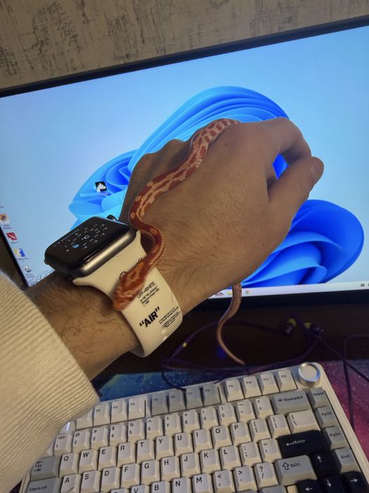 Маисовый полоз 6 месяцев