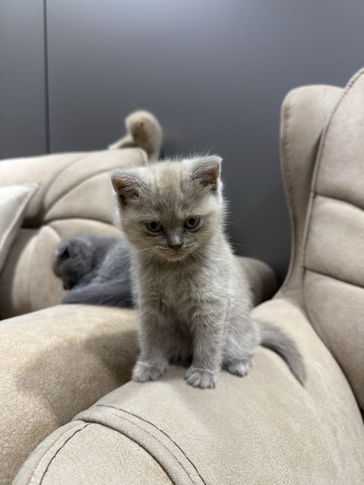 Шотландские вислоухие