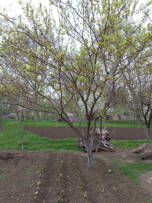 Октошда далаховли учун жуда мос 12 сути жой сотилади