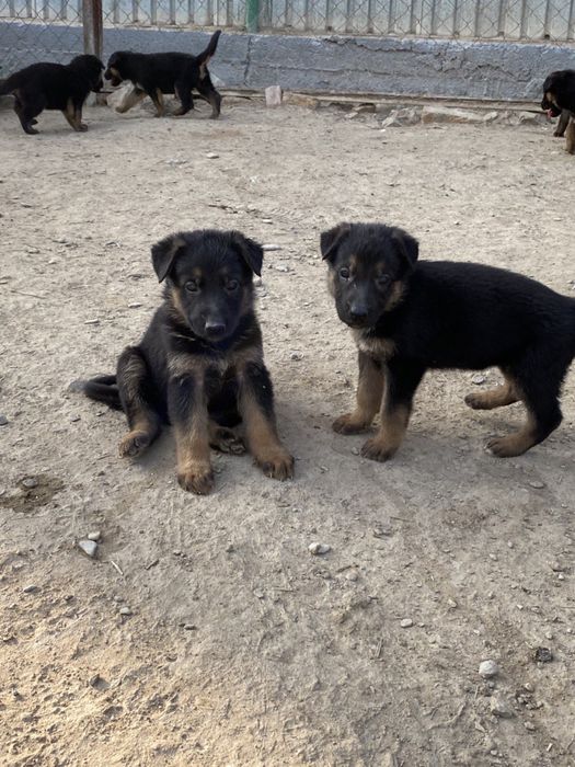 Немецкая овчарка щенок