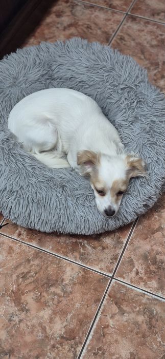 Donez catelusa Bichon cu pechinez