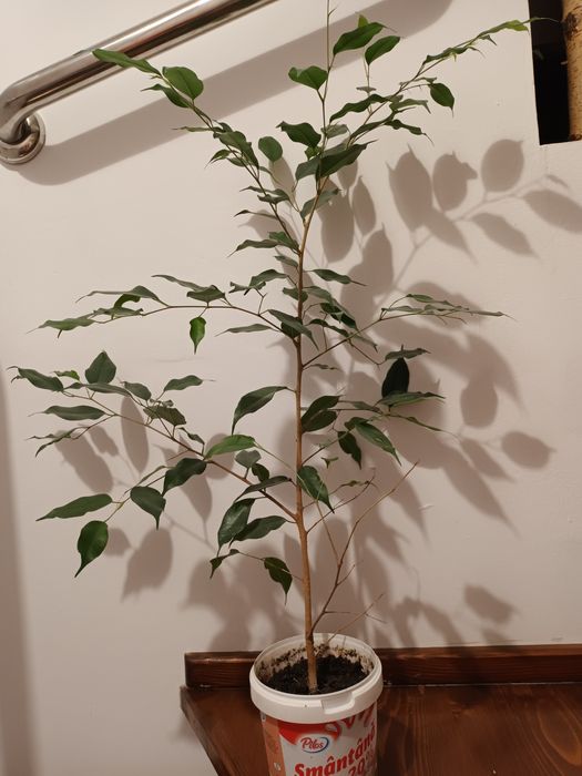Ficus cu frunza mica - diferite mărimi
