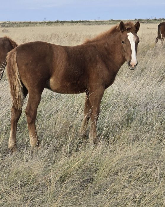 Жылқы еті. Жабағы соғым сатылады