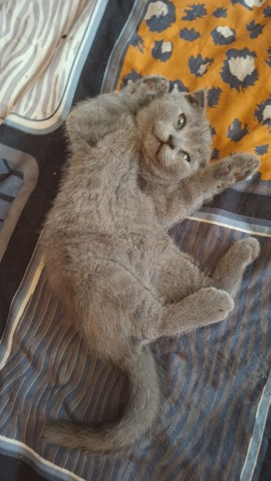 Шотландски и британски сладури
