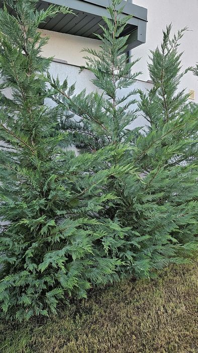 Vând lemn câinesc gard viu