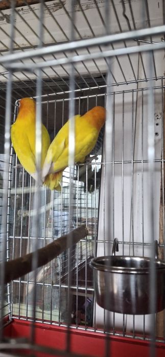 4 perechi de agapornis