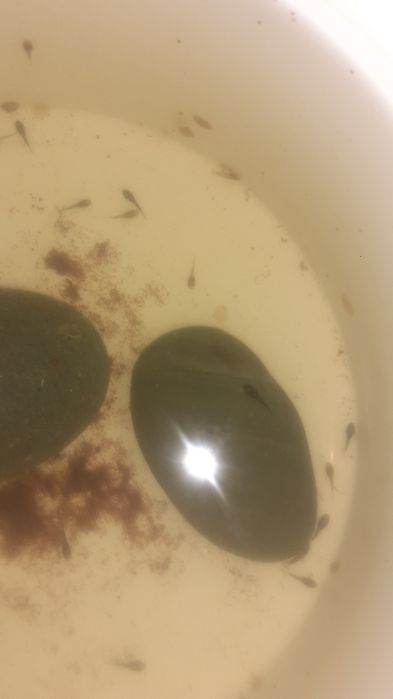 Сомики анцитрусы мальки