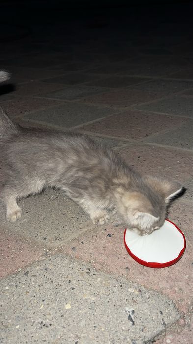 Отдам даром котенка
