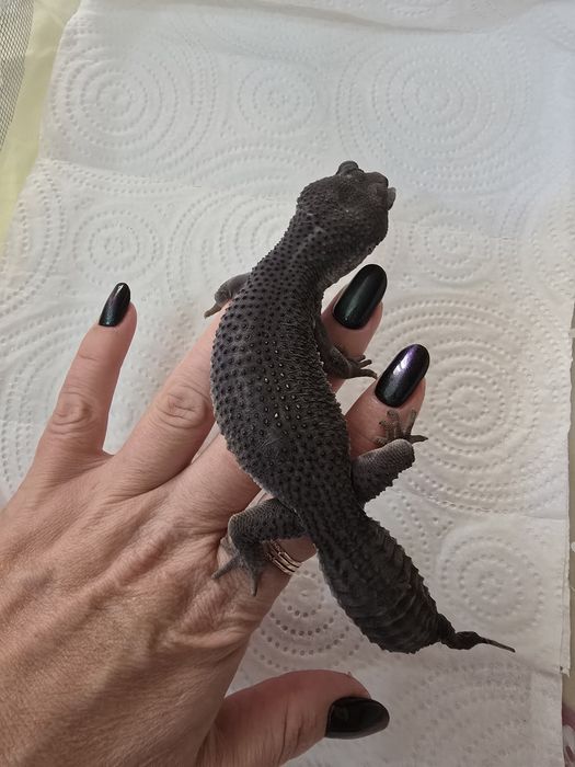 Эублефар блэк найт самка