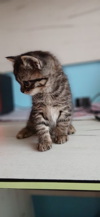 Продаются котята