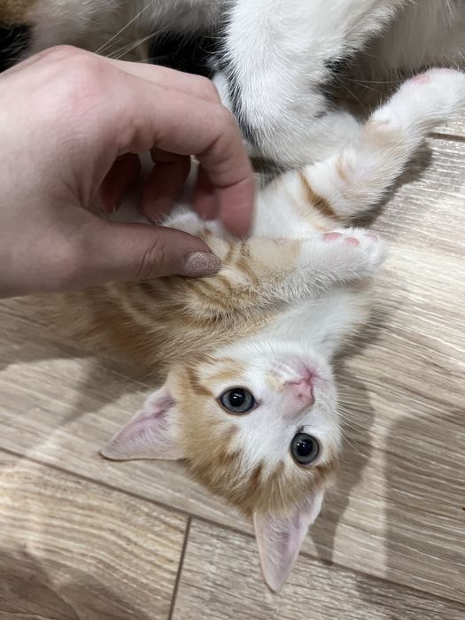 Отдаем котенка в добрые руки