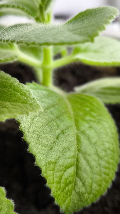 Мята комнатная , Плектрантус