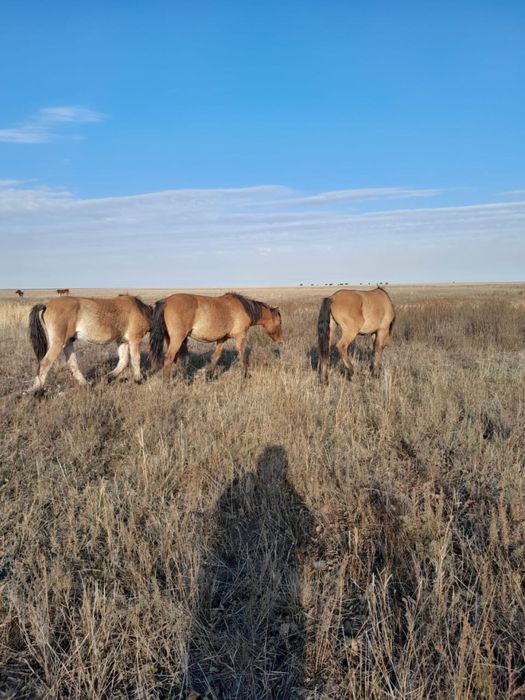 құнандар сатам айғырлыққа племянной