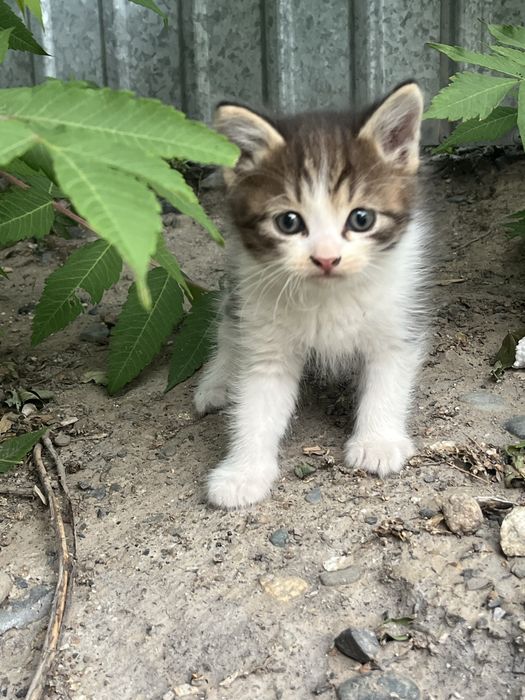отдам даром котенка