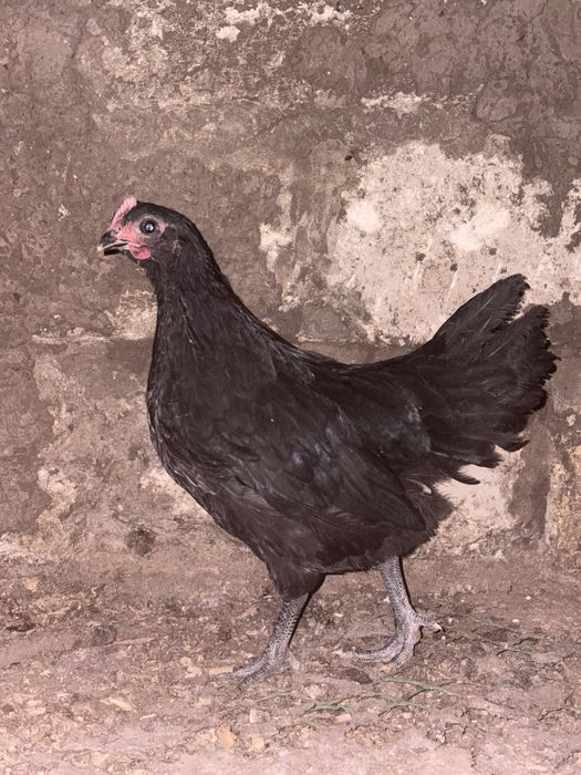 Черный австралорп