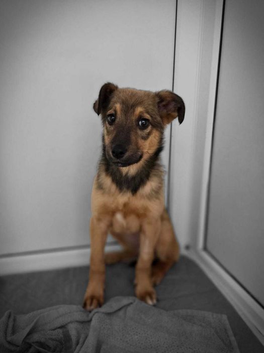 Спасенная Броня ищет дом