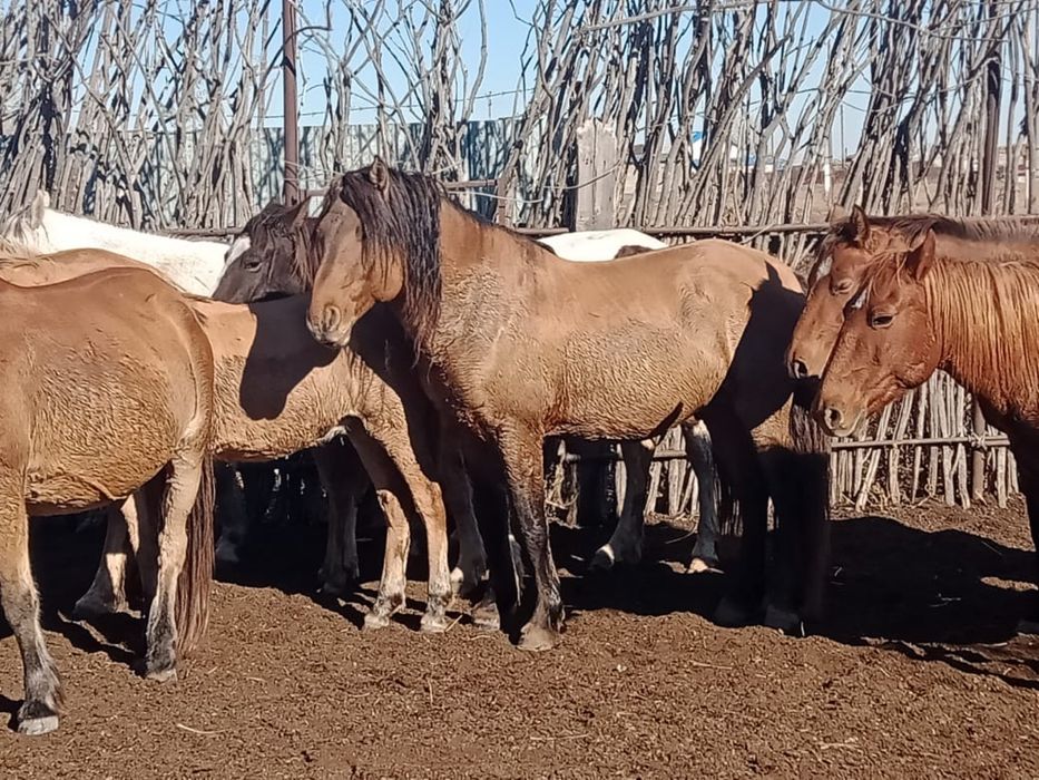 1 үйір жылқы сатылады