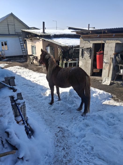 Продам жеребца срочно