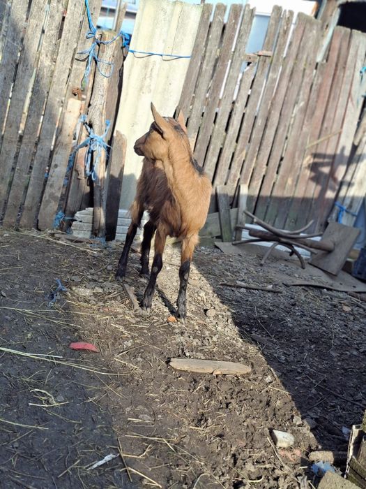 Vand trei iedute alpin francez de anul trecut