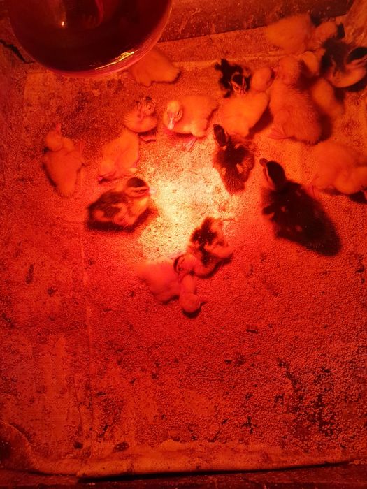 Утята, суточные продаются