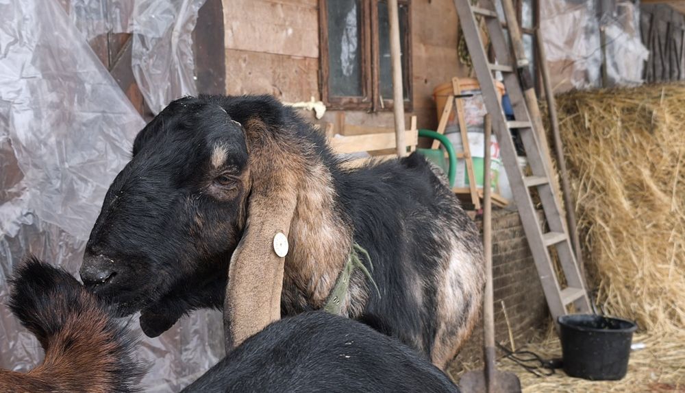 Vand o capra si un tap anglo nubian cu pedigree