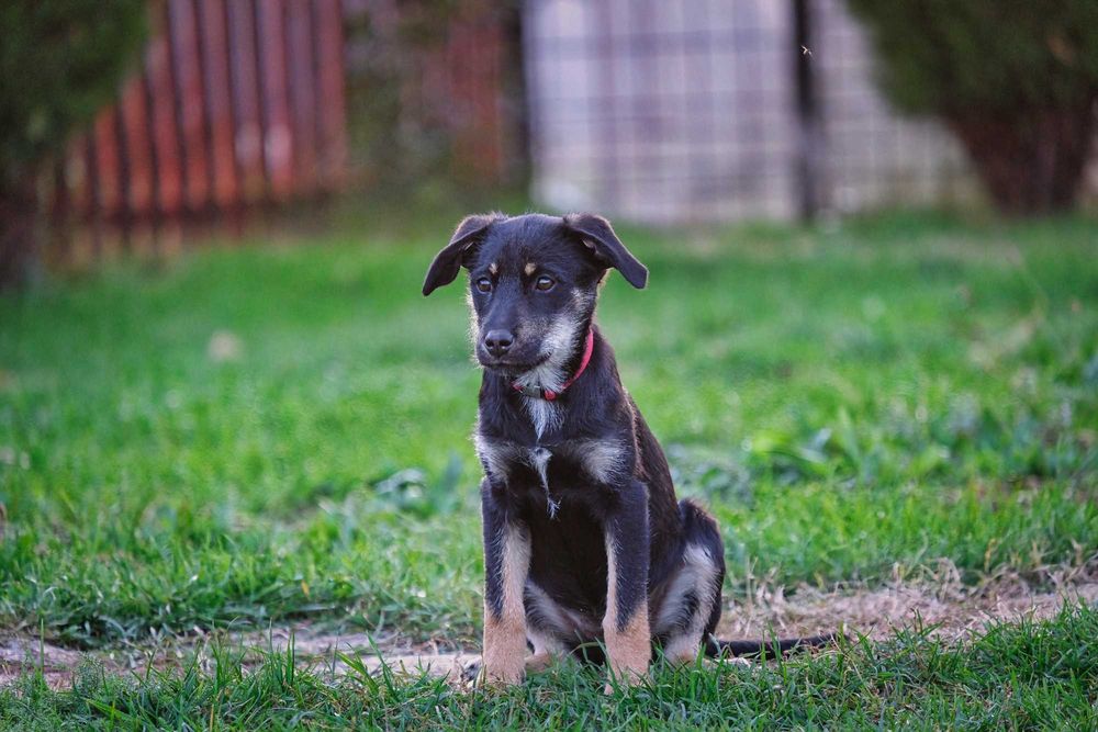 Ofer spre adopție cățelusă 4 luni metis terrier