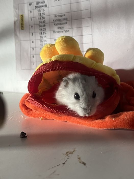 хомяк джунгарский