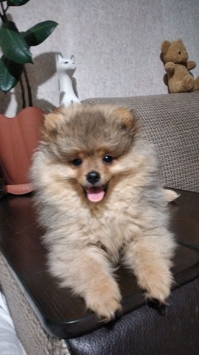 Щенки Немецкого шпица.