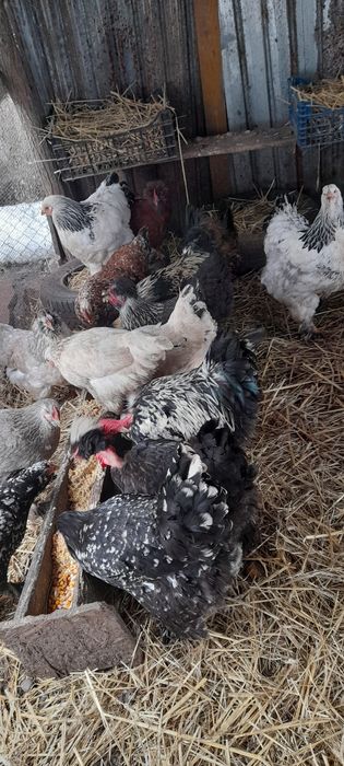 Oua pentru incubat.!