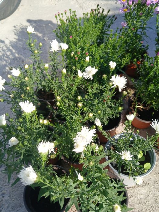 Aster la ghivece de vanzare