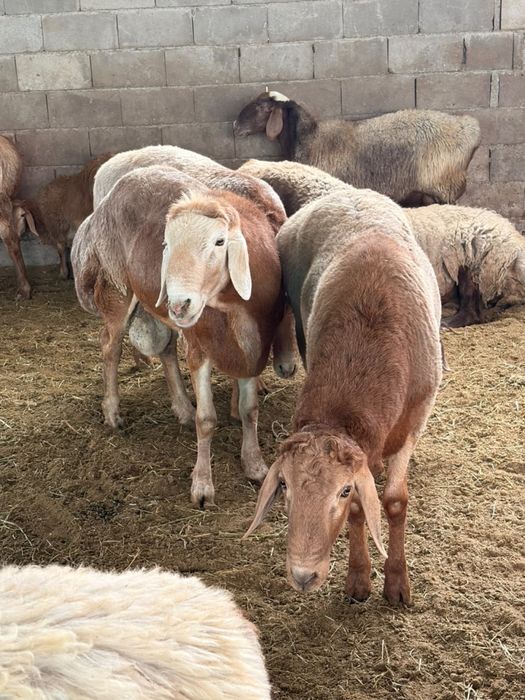 Продам кошкары породистые