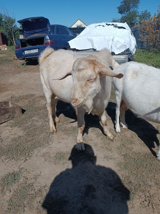 Продается козлы зааненские