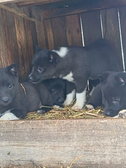 Лайка русско европейская