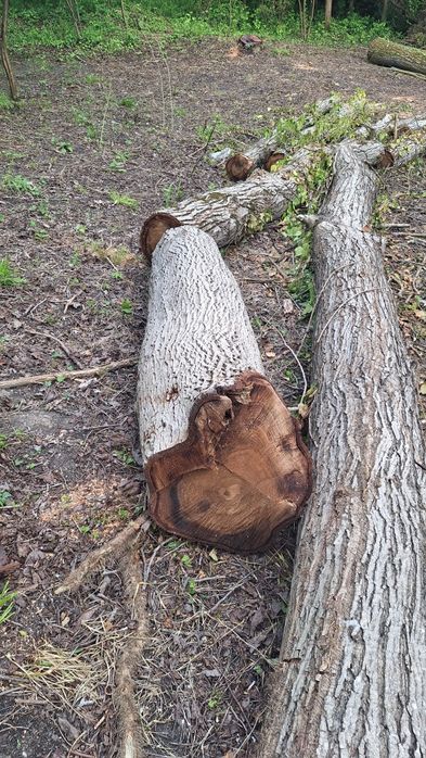 Vând bușteni de nuc, aprox. 4m³ ±