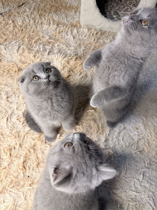 Продаются элитные котята